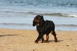 KING CHARLES SPANIEL 092
